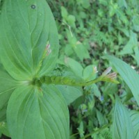 Spigelia anthelmia L.